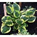 Хоста Hosta Twillight